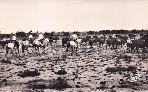 Camargue une manade - ,