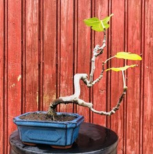 BONSAÏ FIGUIER FICUS CARICA 7ANS. H32CM