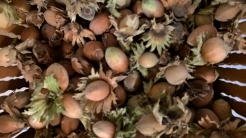 Noisette graines - noisette,graines, de