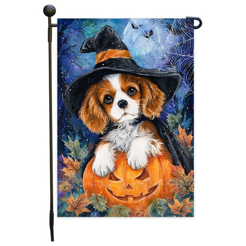 Cavalier king charles spaniel - charles,