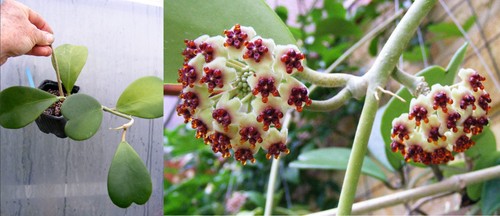 Hoya kerii