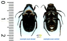 (Rare) Ketoniidae - TETRAODORHINA EBENINA - entomologies. insect 1584Va
