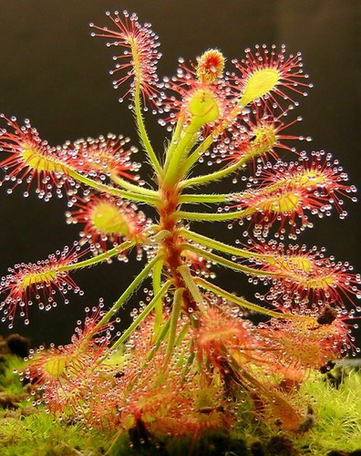 Drosera madagascariensis 10 - -,