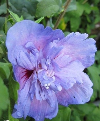 Hibiscus blue chif fon - hibiscus, chif'fon''