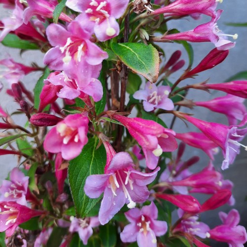 Weigela florida rubidol - weigela,