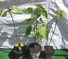  Plant  Catalpa Commun en pot/Arbre Des Cigares, h~40 cm.
