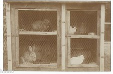BM504 Vintage Photo Card RPPC Animals Cage Rabbit Clipper 