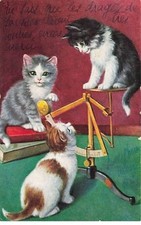 Animals - Cat - Three kittens, one on a scale tray