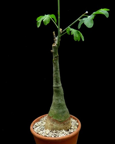 Adenia glauca euphorbia - adenia,