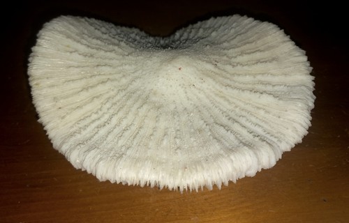Corail ancien fugia env - ancien, 12