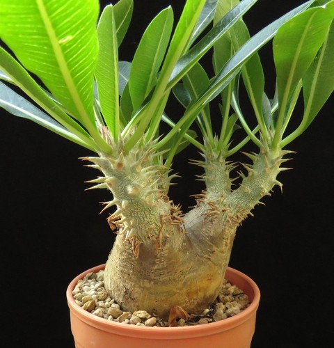 Pachypodium eburneum euphorbia - eburneum,