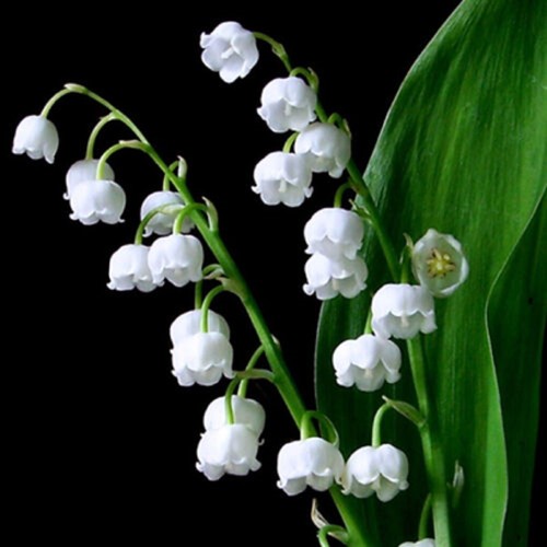 Graines muguet de mai - de,