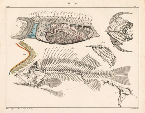 Poisson squelette anatomie - poisson,