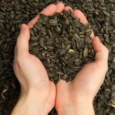 25 kg de graines de tournesol