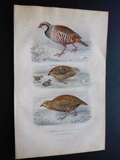  Gravures 19° Buffon:oiseau