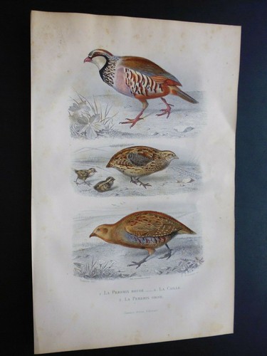 Gravures buffon oiseau - 19°, buffon:oiseau
