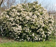 5 Graines Viburnum tinus –