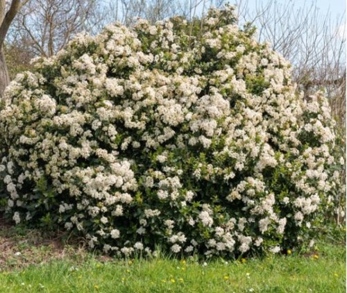 Graines viburnum tinus - 5,