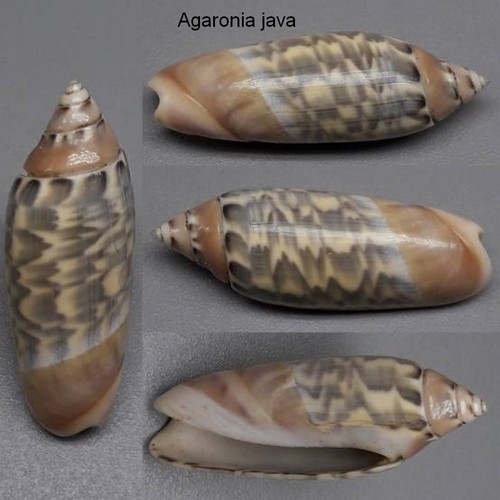 Coquillage collection - de,