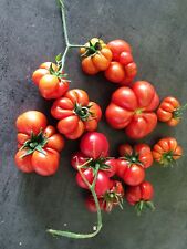 100 Graines Tomates Des VOYAGEURS BIO