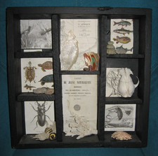 Cabinet de curiosité