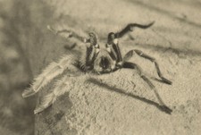 CHILE. Arana Peluda. Mygale rosea. Chilean rose tarantula. Spider 1932 print