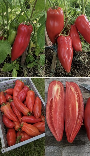 Graines tomate cornue - 30, des