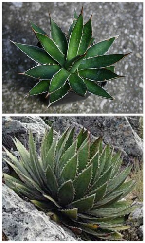 Graines agave - 10,
