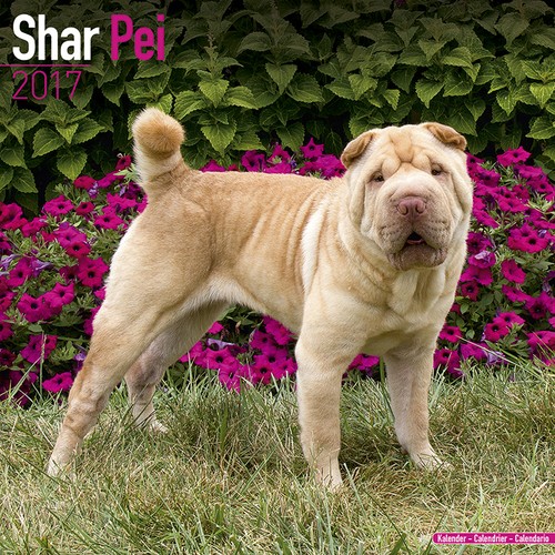 Calendrier 2017 shar pei - calendrier,