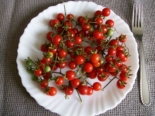 100 graines tomate - tomate, petit
