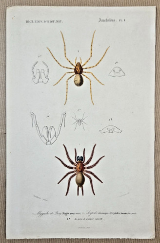 Gravure sur cuivre coloriée - ,