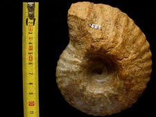 Ammonite du Callovien : Pachyceras lalandeanum (d’Orbigny, 1847)