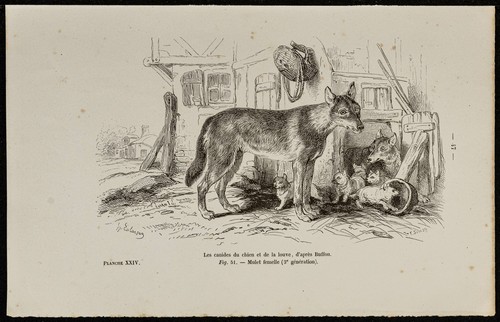 1867 chiots chien et - de,