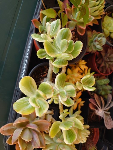Crassula ovata variegata - crassula,