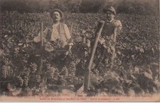 CHABEUIL: sale of cuttings and roots - house SYRUS - DUC circa 1910 - tr