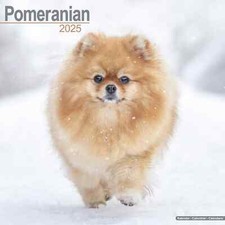 Calendrier 2025 -  SPITZ