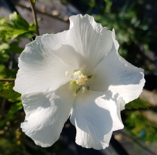 Hibiscus syriacus diana - 'diana', /