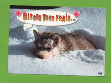 Chiot Malamute   .....   (Ref