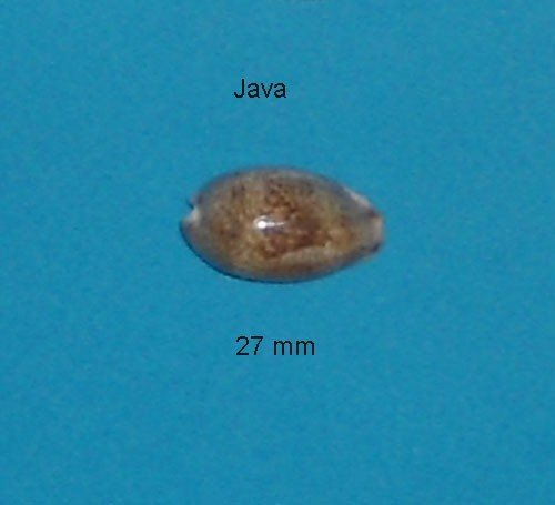 Cypraea vredenburgi java - ,