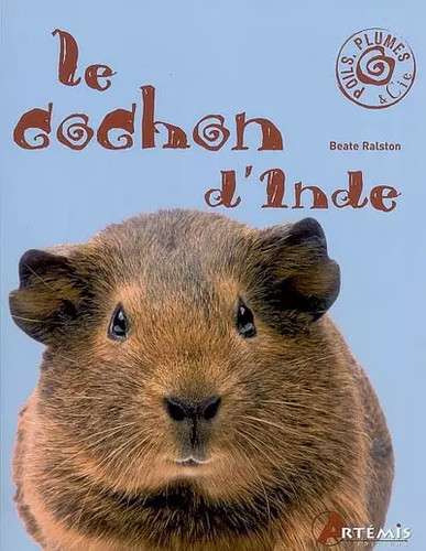 Cochon inde beate - d'inde,,