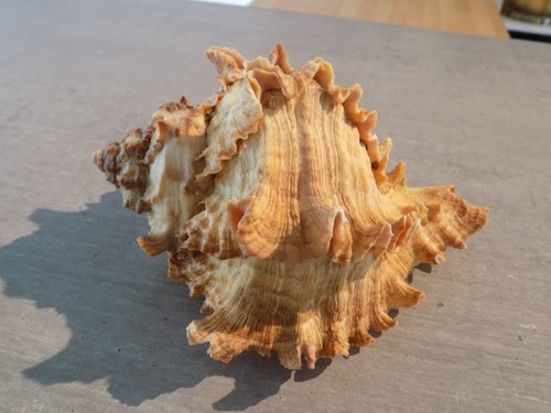 Coquillage new muricidae - coquillage,