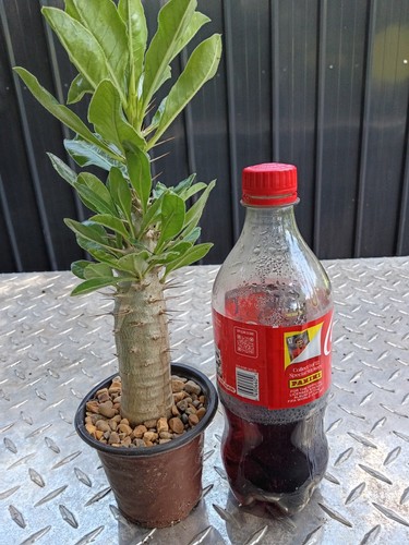 Pachypodium saundersii fully - pachypodium,