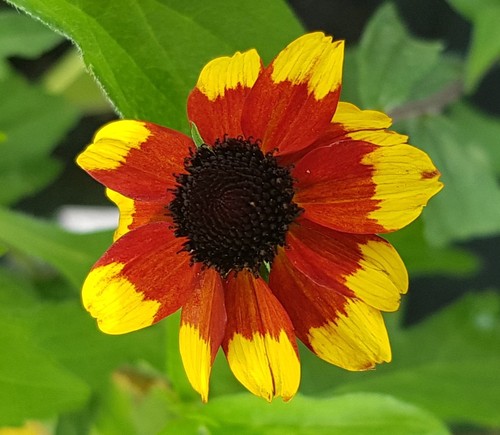 Rudbeckia triloba prairie - rudbeckia, 'prairie