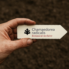 Chamaedorea radicalis SEEDS -