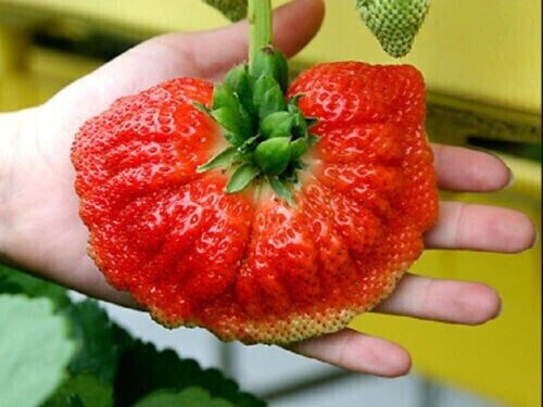 Palmier fraise géant - fraise, 50