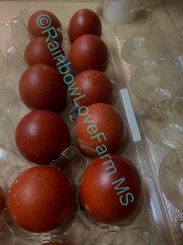 Black copper marans dark - 18,