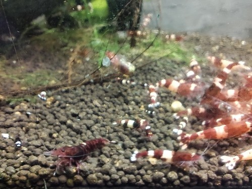 Crevettes caridina king kong - king,