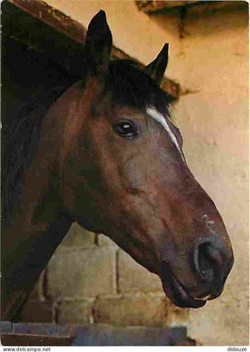 Postcard animals horses - postcard,