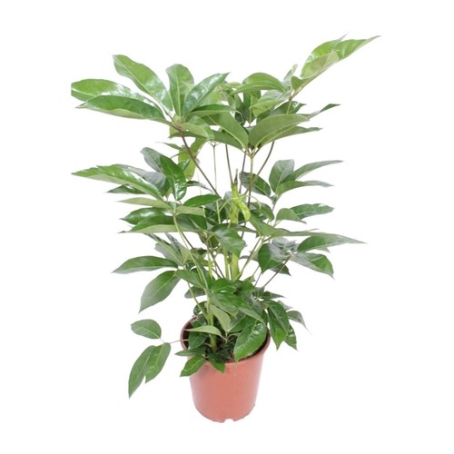 Aralien radiatif 100 cm - radiatif,