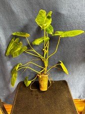 philodendron  burle marx